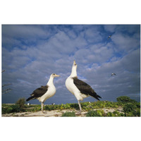 Laysan Albatross courtship dance, Midway Atoll, Hawaii-Paper Art-38"x26"