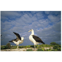 Laysan Albatross courtship dance, Midway Atoll, Hawaii-Paper Art-26"x18"