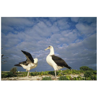 Laysan Albatross courtship dance, Midway Atoll, Hawaii-Paper Art-38"x26"