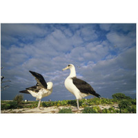 Laysan Albatross courtship dance, Midway Atoll, Hawaii-Paper Art-50"x34"