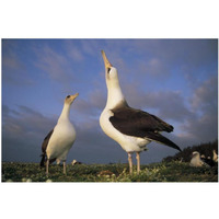 Laysan Albatross courtship dance, Midway Atoll, Hawaii-Paper Art-20"x14"