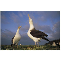 Laysan Albatross courtship dance, Midway Atoll, Hawaii-Paper Art-26"x18"