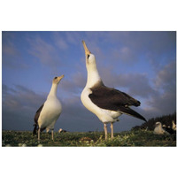 Laysan Albatross courtship dance, Midway Atoll, Hawaii-Paper Art-38"x26"