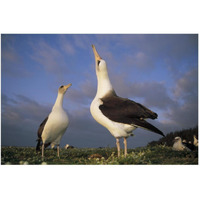 Laysan Albatross courtship dance, Midway Atoll, Hawaii-Paper Art-50"x34"