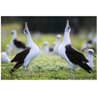 Laysan Albatross courtship dance, Midway Atoll, Hawaii-Paper Art-20"x14"