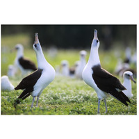 Laysan Albatross courtship dance, Midway Atoll, Hawaii-Paper Art-26"x18"