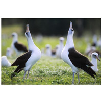 Laysan Albatross courtship dance, Midway Atoll, Hawaii-Paper Art-32"x22"