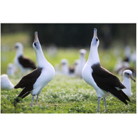 Laysan Albatross courtship dance, Midway Atoll, Hawaii-Paper Art-50"x34"