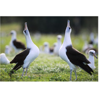 Laysan Albatross courtship dance, Midway Atoll, Hawaii-Paper Art-62"x42"