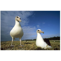 Laysan Albatross pair at colony periphery, Midway Atoll, Hawaii-Paper Art-26"x18"