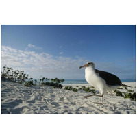 Laysan Albatross at colony periphery, Midway Atoll, Hawaii-Paper Art-32"x22"
