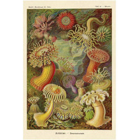 Haeckel Nature Illustrations: Actiniae-Paper Art-14"x20"