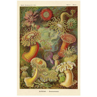 Haeckel Nature Illustrations: Actiniae-Paper Art-18"x26"
