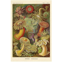 Haeckel Nature Illustrations: Actiniae-Paper Art-22"x32"