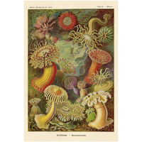 Haeckel Nature Illustrations: Actiniae-Paper Art-26"x38"