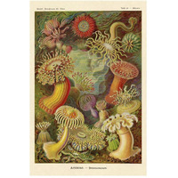Haeckel Nature Illustrations: Actiniae-Paper Art-34"x50"