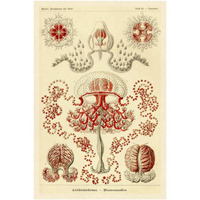 Haeckel Nature Illustrations: Anthomedusae-Paper Art-26"x38"