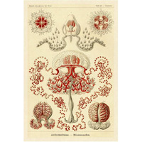 Haeckel Nature Illustrations: Anthomedusae-Paper Art-42"x62"