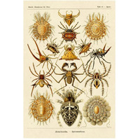 Haeckel Nature Illustrations: Spiders-Paper Art-34"x50"