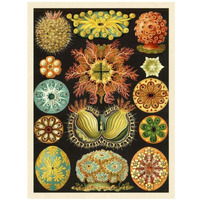 Haeckel Nature Illustrations: Ascidiae-Paper Art-26"x34"