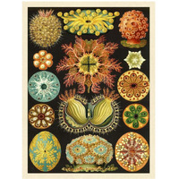 Haeckel Nature Illustrations: Ascidiae-Paper Art-32"x42"