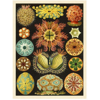 Haeckel Nature Illustrations: Ascidiae-Paper Art-38"x50"