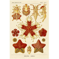 Haeckel Nature Illustrations: Starfish-Paper Art-14"x20"