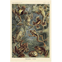 Haeckel Nature Illustrations: Frogs-Paper Art-14"x20"