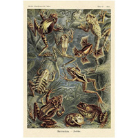 Haeckel Nature Illustrations: Frogs-Paper Art-26"x38"