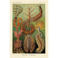 Haeckel Nature Illustrations: Worms-Paper Art-26"x38"