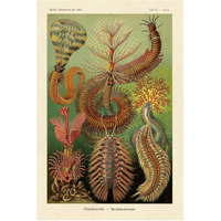 Haeckel Nature Illustrations: Worms-Paper Art-42"x62"