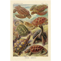 Haeckel Nature Illustrations: Turtles-Paper Art-26"x38"