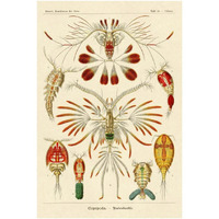 Haeckel Nature Illustrations: Crustaceans-Paper Art-26"x38"