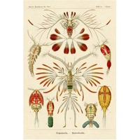 Haeckel Nature Illustrations: Crustaceans-Paper Art-42"x62"