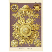 Haeckel Nature Illustrations: Jelly Fish-Paper Art-34"x50"