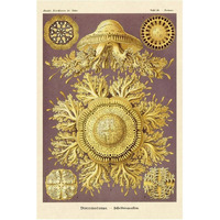 Haeckel Nature Illustrations: Jelly Fish-Paper Art-42"x62"