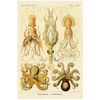 Haeckel Nature Illustrations: Cephlopods-Paper Art-18"x26"