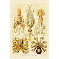 Haeckel Nature Illustrations: Cephlopods-Paper Art-22"x32"