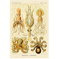 Haeckel Nature Illustrations: Cephlopods-Paper Art-34"x50"