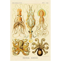 Haeckel Nature Illustrations: Cephlopods-Paper Art-42"x62"