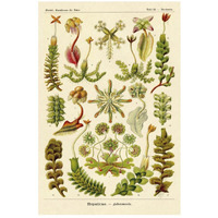 Haeckel Nature Illustrations: Corals-Paper Art-18"x26"