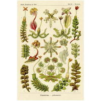 Haeckel Nature Illustrations: Corals-Paper Art-22"x32"