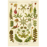 Haeckel Nature Illustrations: Corals-Paper Art-34"x50"
