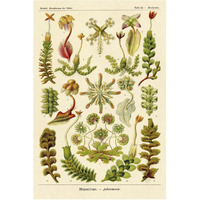 Haeckel Nature Illustrations: Corals-Paper Art-42"x62"