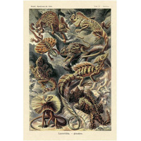 Haeckel Nature Illustrations: Lizards-Paper Art-14"x20"