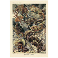 Haeckel Nature Illustrations: Lizards-Paper Art-18"x26"