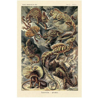 Haeckel Nature Illustrations: Lizards-Paper Art-22"x32"