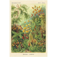Haeckel Nature Illustrations: Muscinae-Paper Art-26"x38"