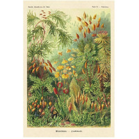 Haeckel Nature Illustrations: Muscinae-Paper Art-34"x50"