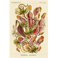 Haeckel Nature Illustrations: Pitcher Plants-Paper Art-14"x20"